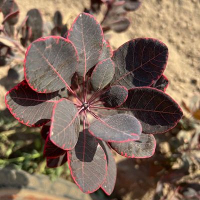 Top of smokebush leaves