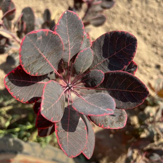 Top of smokebush leaves