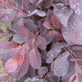 Photo of Royal Purple Smokebush