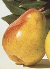 Comice Pears