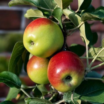 Red and Green Apples on Tree