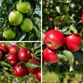 Three apple trees, one with green apples and two with red apples