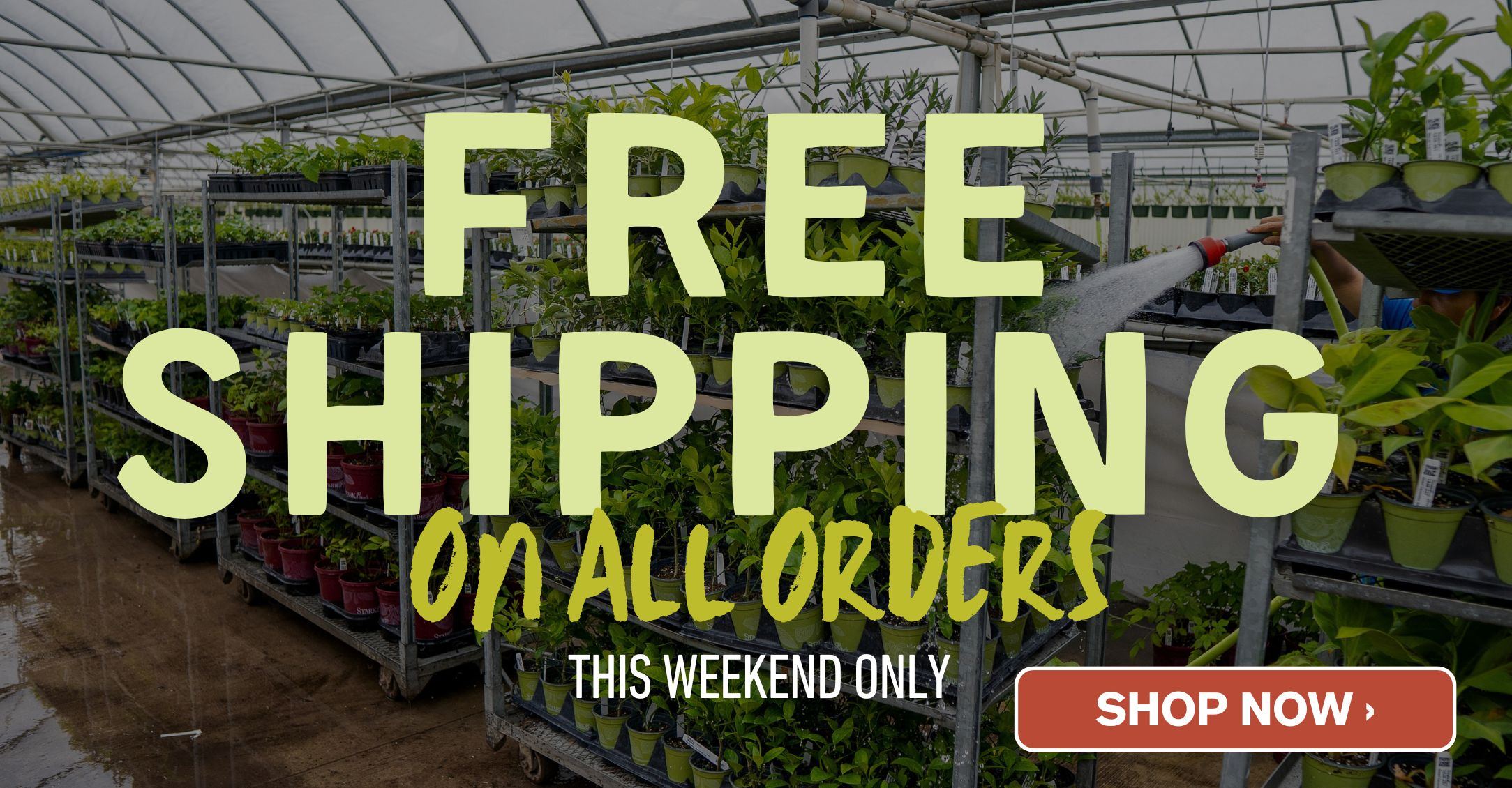 Rows of potted plants are neatly arranged on metal shelves inside a greenhouse, with one person watering them with a hose.