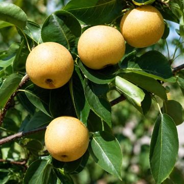 Golden Asian Pears on Tree