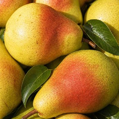 Harvested blushing pears