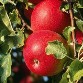Red apples on tree