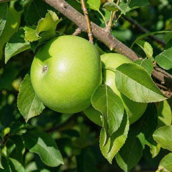 Green apple on tree