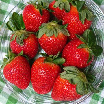 Ripe strawberries in bowl