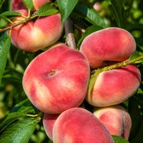 Donut shaped peach on tree