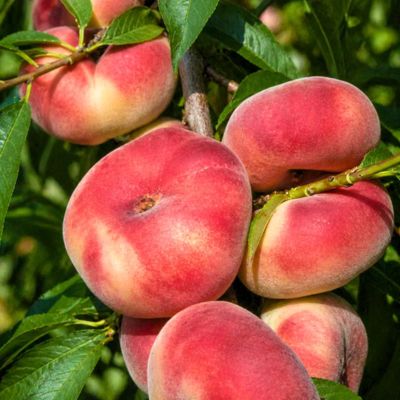 Donut shaped peach on tree
