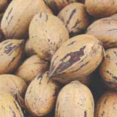 Photo of Stuart Paper Shell Pecan Tree