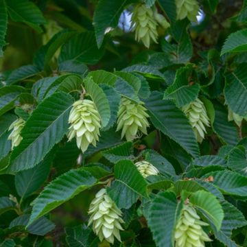Hophornbeam Catkins
