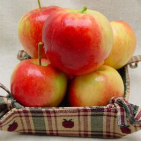 Photo of Prairie Spy Apple Tree