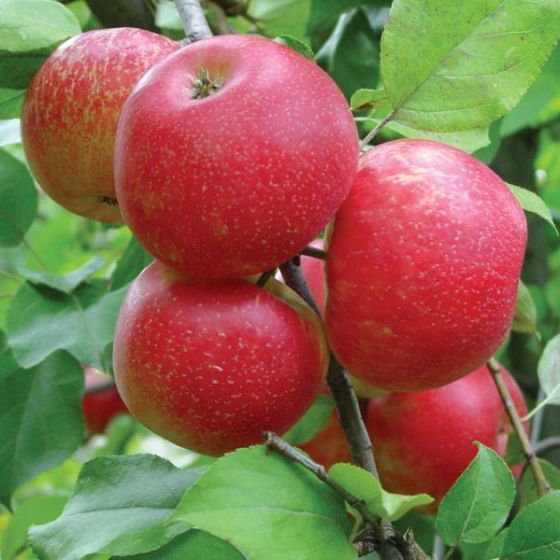 Photo of Honeycrisp Apple Tree