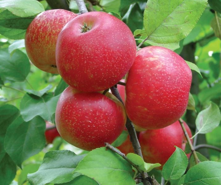 Semi-Dwarf Honeycrisp Apple