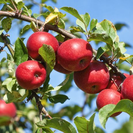 SnappyMac® Apple Tree for Sale | A Stark Bro's Exclusive