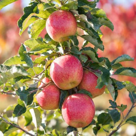 Shizuka Japanese Apple Tree - Stark Bro's