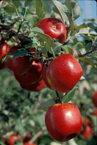 Photo of Prairie Spy Apple Tree