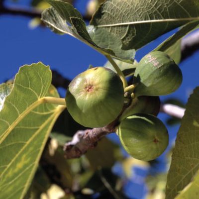 Photo of Kadota Fig Tree