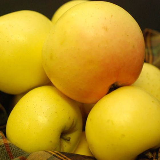 Winter Banana Antique Apple Tree Stark Bro’s