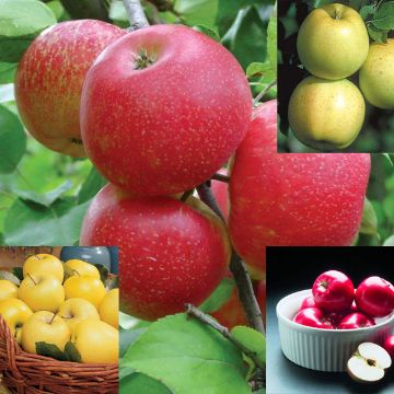 Photo of Honey Apple Assortment