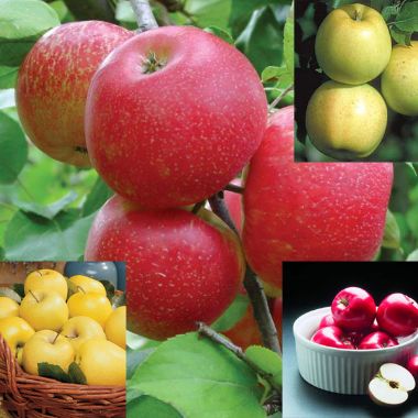 Photo of Honey Apple Assortment