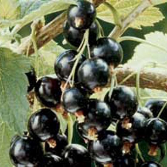 Photo of Ben Sarek Black Currant Plant