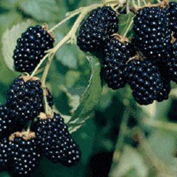 Photo of Navaho Erect Thornless Blackberry Plant
