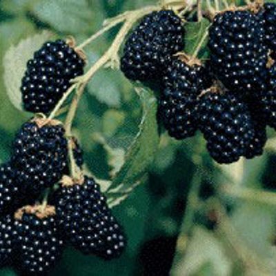 Photo of Navaho Erect Thornless Blackberry Plant