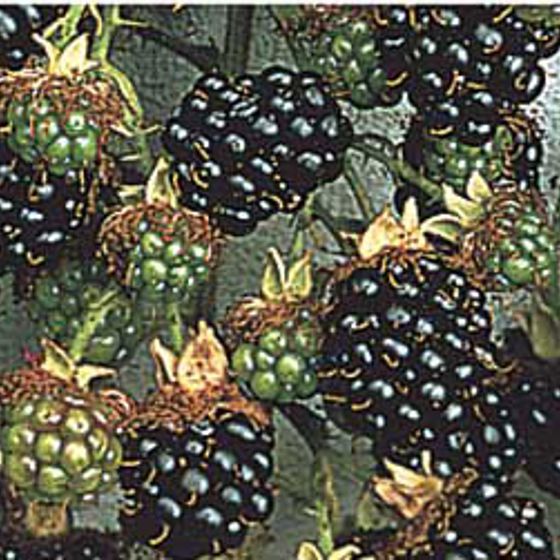 Photo of Black Hawk Raspberry Plant