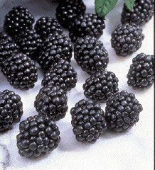 Photo of Black Satin Thornless Blackberry Plant