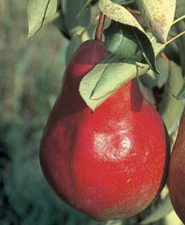 Photo of Starkrimson® Red Pear Tree