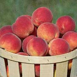 Photo of Stark® Encore™ Peach