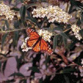 Photo of White Butterfly Bush Plant