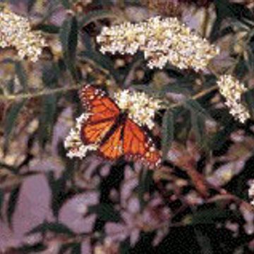 Photo of White Butterfly Bush Plant