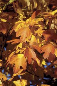 Photo of Sassafras Albidum Tree