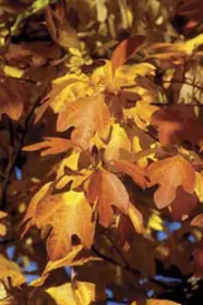 Photo of Sassafras Albidum Tree