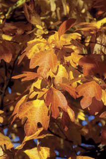 Photo of Sassafras Albidum Tree