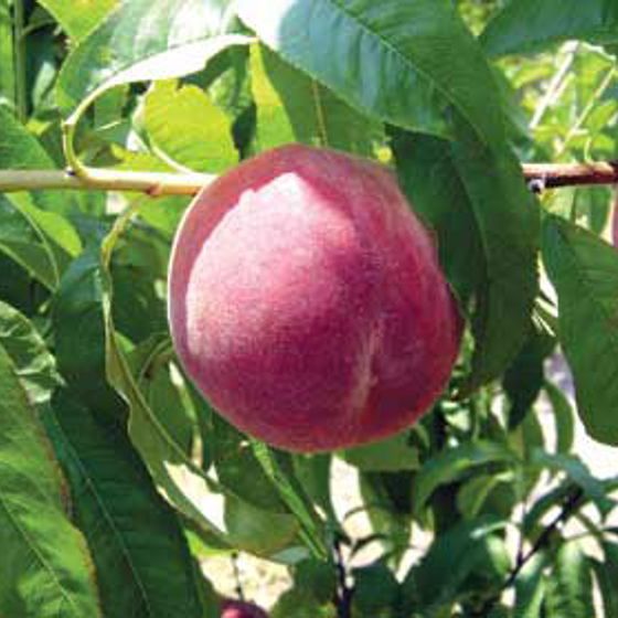 Photo of ScarletPearl Peach Tree