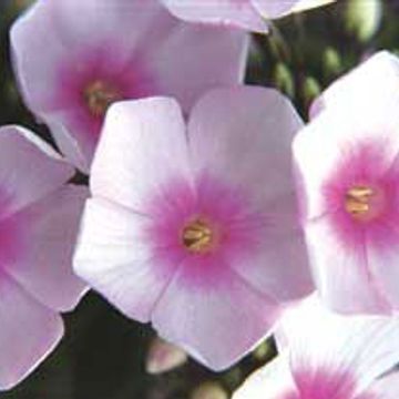 Photo of Bright Eyes Tall Garden Phlox Plant