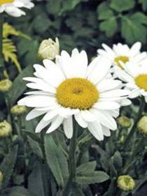 Photo of Becky Shasta Daisy Plant