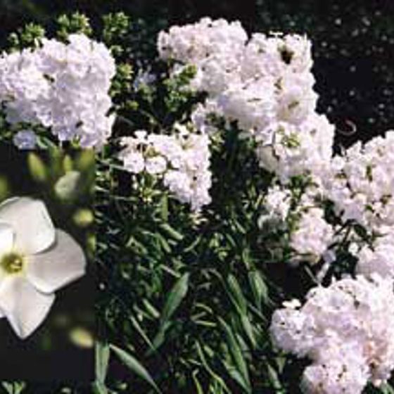 Photo of David Tall Garden Phlox Plant