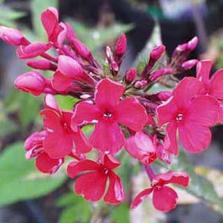 Photo of Starfire Tall Garden Phlox Plant