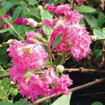 Photo of Pink Blushing Miniature Crape Myrtle Plant