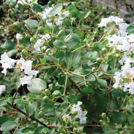 Photo of Pixie White Miniature Crape Myrtle Plant