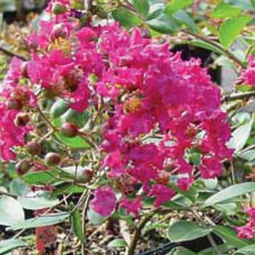 Photo of Sacramento Red Miniature Crape Myrtle Plant