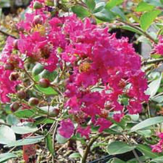 Photo of Sacramento Red Miniature Crape Myrtle Plant