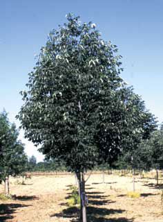 Photo of Sparticus™ Ash Tree