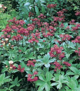 Photo of Rosy Astrantia Plant