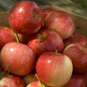 Photo of KinderKrisp Apple Tree